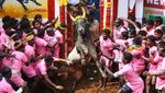 Momen Menegangkan Saat Banteng Mengamuk di Festival Jallikattu