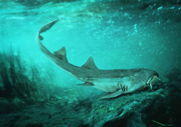 An illustration showing what the small Cretaceous Period shark named Galagadon would have looked like in life, swimming along the river floor in this undated photo provided January 19, 2019.  Velizar Simeonovski/Field Museum/Handout via REUTERS  ATTENTION EDITORS - THIS IMAGE WAS PROVIDED BY A THIRD PARTY.   NO RESALES. NO ARCHIVES