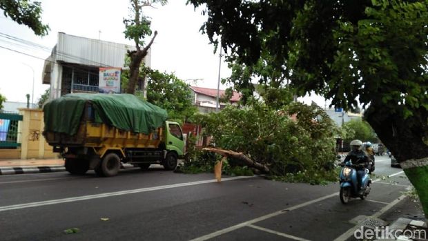 Pohon Beringin Tumbang Timpa 3 Kios di Kudus