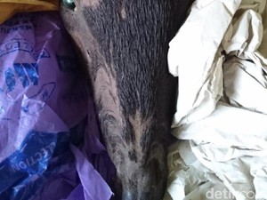 Polisi Tangkap Penjual Kambing Hutan di Sumbar