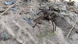 Satu hal yang membuat laba-laba dari genus Phoneutria ini mencolok dari spesies lain adalah gigitannya diketahui bisa menyebabkan ereksi menyakitkan.