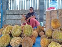 Garing Legit Durian Wajit Khas Pangandaran Jadi Buruan Pencinta Durian