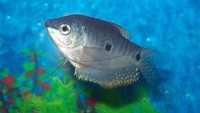 Ikan sepat (Trichogaster trichopterus) disebut jadi ikan yang paling ganas memberantas jentik nyamuk. Di laboratorium ikan ini bisa memangsa sekitar 86,5 jentik nyamuk per hari. (Foto: Wikimedia Commons)