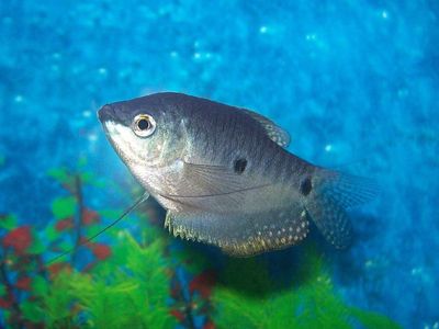 7 Jenis Ikan yang Paling Bisa Diandalkan untuk Berantas Jentik Nyamuk