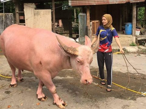 Foto dengan Kerbau Albino, Gadis Manis Ini Jadi Viral