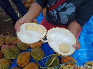 Garing Legit Durian Wajit Khas Pangandaran Jadi Buruan Pencinta Durian