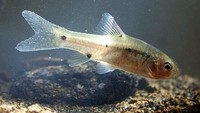 Ikan beunter (puntius binotatus) menduduki peringkat kedua sebagai ikan pengendali jentik. Dalam sehari ikan ini bisa memangsa sektiar 52,8 jentik nyamuk. (Foto: Wikimedia Commons)
