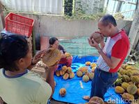 Garing Legit Durian Wajit Khas Pangandaran Jadi Buruan Pencinta Durian
