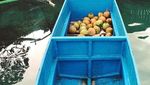 Keseruan Soraya Haque Jajan di Pasar Terapung hingga Pilih Kelapa Muda