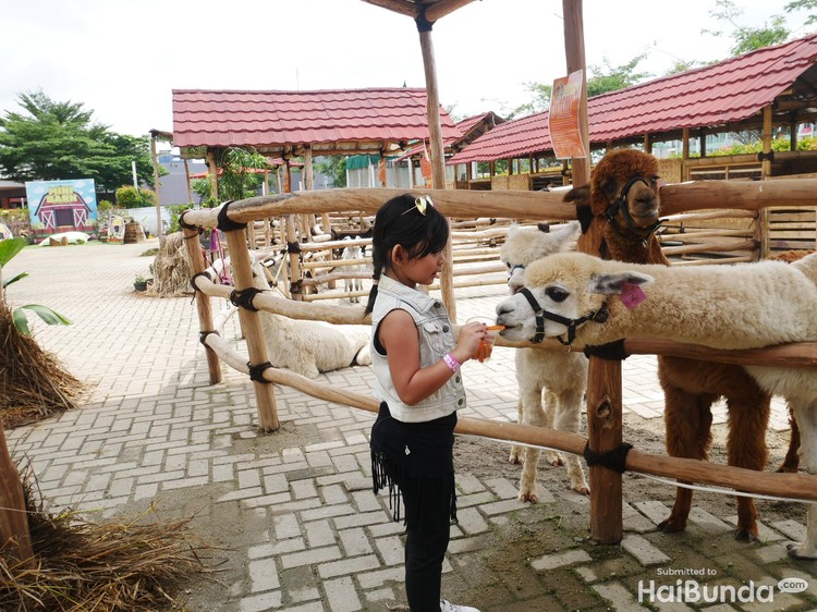 Wisata Kenalkan Anak pada Hewan Ternak di Mini Barn
