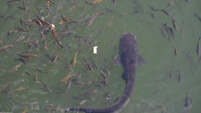 Potret Lele Monster di Kolam Reaktor Nuklir Chernobyl