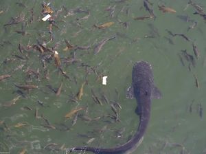 Potret Lele Monster di Kolam Reaktor Nuklir Chernobyl