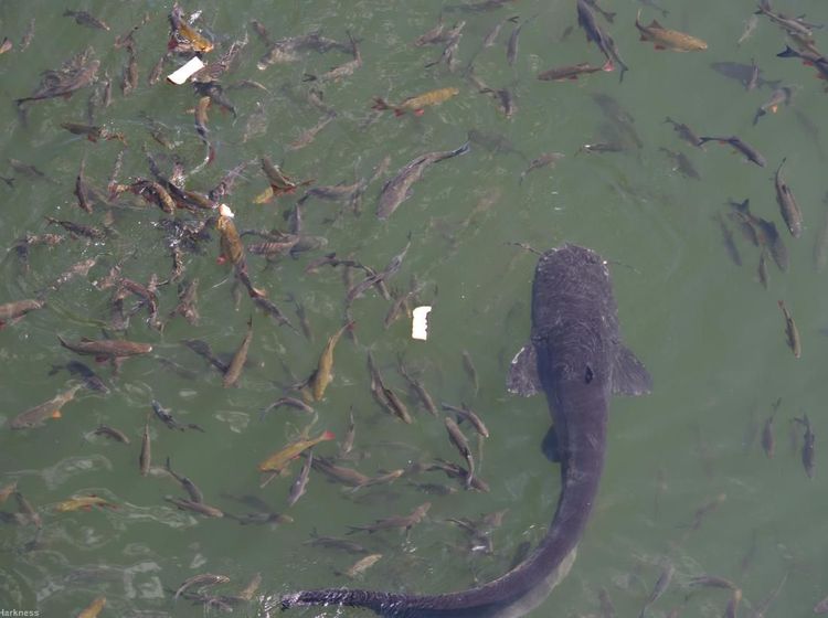Potret Lele Monster di Kolam Reaktor Nuklir Chernobyl
