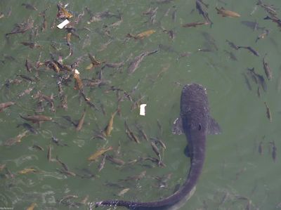 Potret Lele Monster di Kolam Reaktor Nuklir Chernobyl