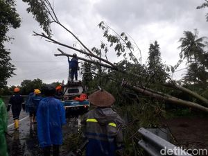 Angin Kencang Landa Sleman, Pohon Tumbang dan Rumah Rusak