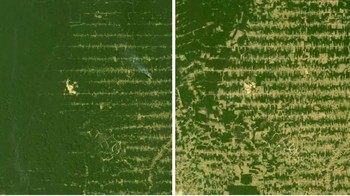 Potret hutan yang semakin botak. (Foto: Boredpanda)