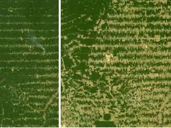 Potret Alam #10yearchallenge yang Menyayat Hati