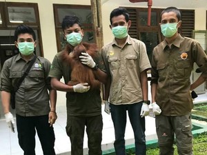BKSDA Aceh Sita Orang Utan yang Sudah 6 Bulan Dipelihara Warga