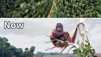 Kasihan! harus kehilangan rumahnya. (Foto: Boredpanda)