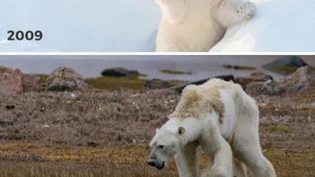 Efek global warming berdampak pada hewan. (Foto: Boredpanda)