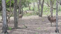 Rusa di Pulau Komodo (Afif Farhan/detikTravel)