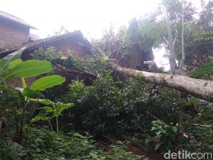 Angin Kencang Rusak Rumah dan Tumbangkan Pohon di Trenggalek