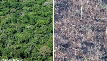 Kini hutannya sudah menjadi botak. (Foto: Boredpanda)
