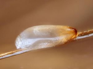Pestisida Jadi Obat Kutu Rambut Pernah Makan Korban di Boyolali