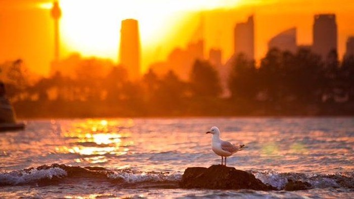 Suhu Udara New South Wales Mencapai 42 Derajat