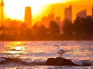 Suhu Udara New South Wales Mencapai 42 Derajat