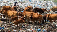Sejumlah sapi digembalakan di tumpukan sampah di tempat pembuangan akhir (TPA) Alue Lim, Lhokseumawe, Aceh. Antara Foto/Rahmad.