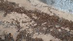 Penampakan dari Udara Sampah yang Menumpuk di Pantai Kuta