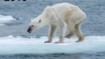 Menyedihkan bagaimana kondisi beruang kutub yang semakin kurus. (Foto: Boredpanda)