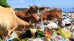 Miris! Tempat Pembuangan Sampah Jadi Ladang Ternak Sapi