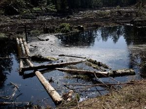 Paludikultur Untuk Pertahankan Lahan di Masa Depan