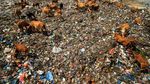 Miris! Tempat Pembuangan Sampah Jadi Ladang Ternak Sapi