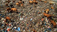 Lokasi yang banyak kuman dan sarang penyakit itu justru dijadikan sebagai untuk menggembala sapi. Daging dari sapi yang mencari makan di tumpukan sampah disinyalir mengandung logam berat sehingga tidak layak dikonsumsi karena berbahaya bagi kesehatan manusia. Antara Foto/Rahmad.