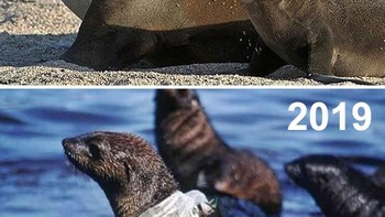 Terjebak plastik akibat ulah manusia. (Foto: Boredpanda)