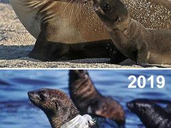 Potret Alam #10yearchallenge yang Menyayat Hati