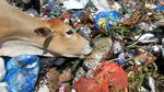 Miris! Tempat Pembuangan Sampah Jadi Ladang Ternak Sapi