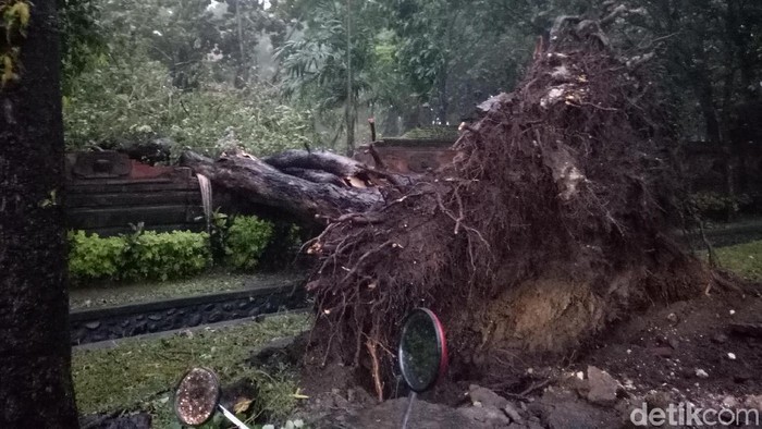 Pohon Tumbang di Denpasar: 1 Pemotor Tewas dan 6 Mobil Rusak