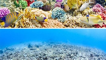 Dulu karang-karang ini memiliki warna super cantik, kini hanya kenangan. (Foto: Boredpanda)