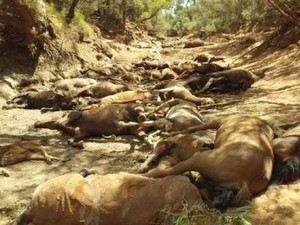 Mengenaskan! Puluhan Kuda Mati di Australia karena Cuaca Ekstrem