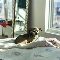 Inilah Diana, anjing kesayangan aktris Priyanka Chopra. Saking sayangnya, Priyanka tak ragu untuk memanjakan anjingnya dengan barang-barang mewah. Foto: Instagram