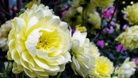 Bunga dahlia sendiri memiliki makna keabadian dan menjadi simbol martabat juga komitmen.