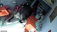 Sedang Asyik Makan di Restoran, Pengunjung Ini Diseruduk Kerbau