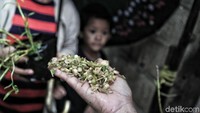 Selain melakukan gerakan menanam lavender dan merajang sereh, nantinya pihak RT dan RW dapat secara aktif melakukan sosialisasi terkait pencegahan penyebaran penyakit demam berdarah dengue.