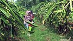 Foto: Agrowisata Kebun Buah Naga di Sukabumi, Mampir Ah!