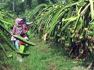 Yuk, Agrowisata di Kebun Buah Naga di Sukabumi
