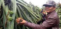 Yuk, Agrowisata di Kebun Buah Naga di Sukabumi